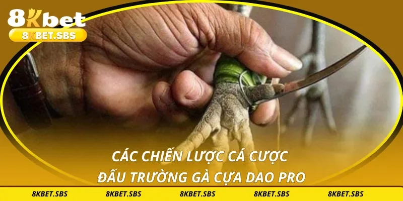Các chiến lược cá cược đấu trường gà cựa dao pro