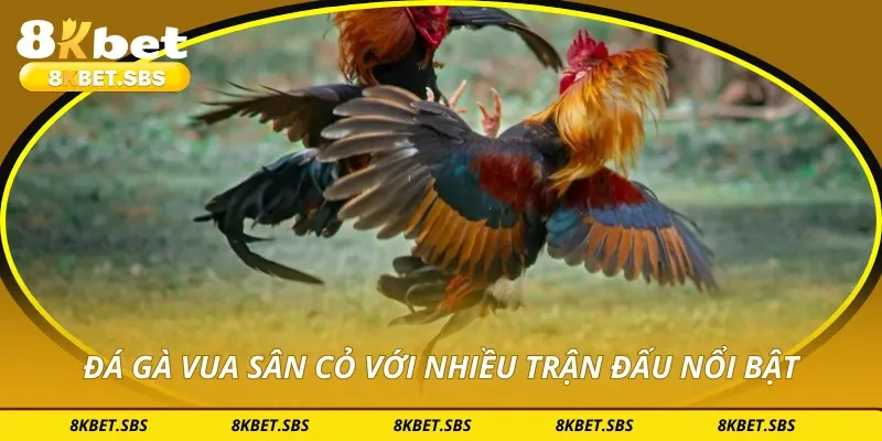 Đá gà vua sân cỏ với nhiều trận đấu nổi bật