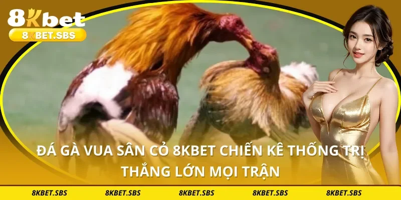 Đá Gà Vua Sân Cỏ 8KBET Chiến Kê Thống Trị Thắng Lớn Mọi Trận