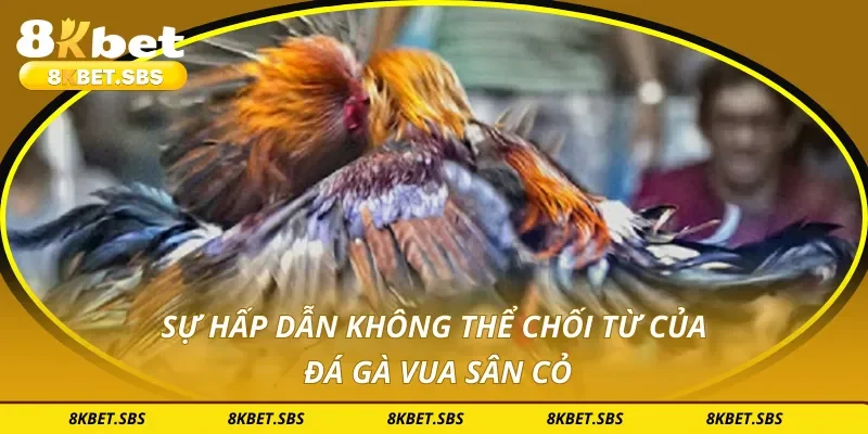 Sự hấp dẫn không thể chối từ của đá gà vua sân cỏ